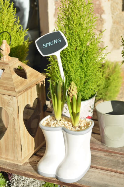 istock hyacinth bulbs in a pot 911712926