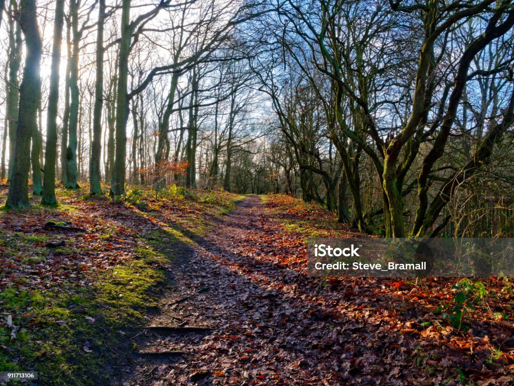 Muddy footpath through the trees Winter sun shines through tall trees casting shadows across a muddy footpath that leads gently up hill Betula pendula Stock Photo