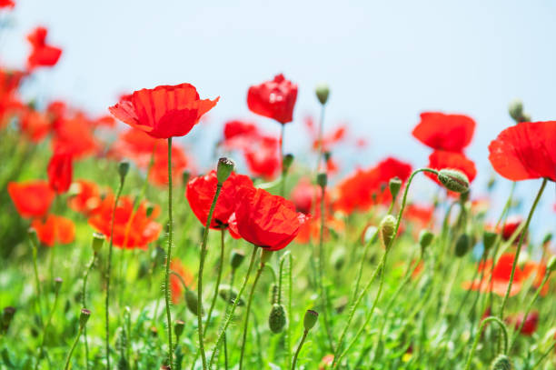 istock Red poppy flowers 911713140
