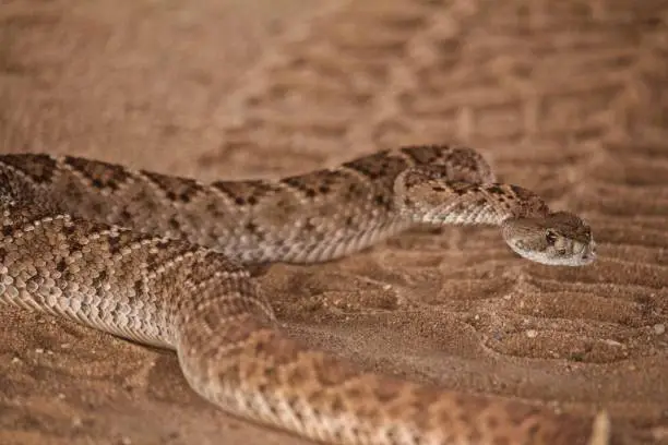 Close up of a Rattle Snake Crossing a Dirtroad