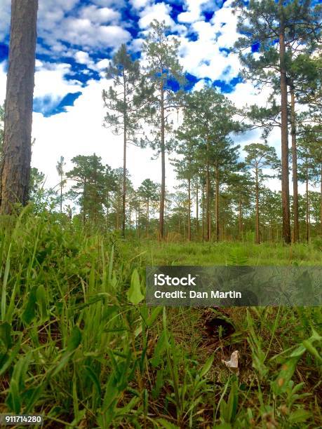 Cottonmouth Snake In The Grass Stock Photo - Download Image Now - Animal Scale, Animal Wildlife, Animals In The Wild