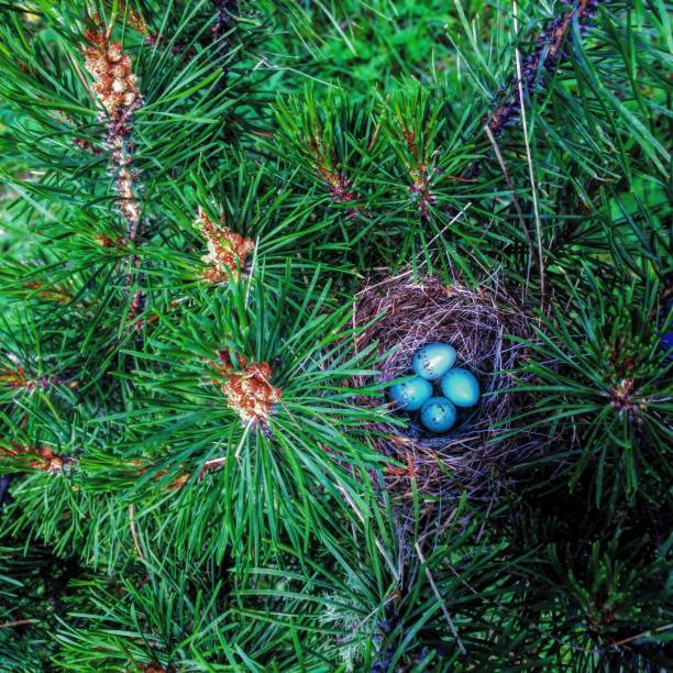 Blue Eggs in Nest in the Branches of a Green Pine Tree in the Spring