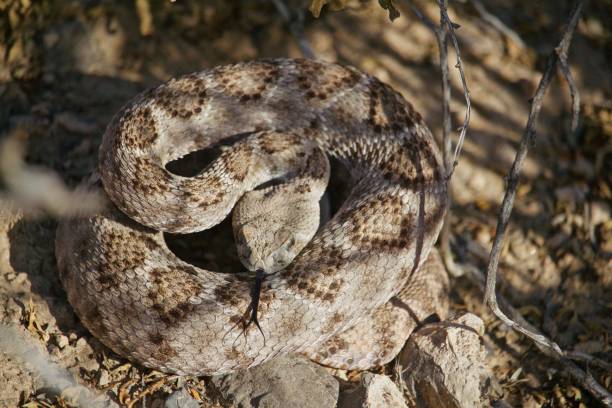 istock Rattle Snake coiled on summer day, forked tongue out, head down 911715074