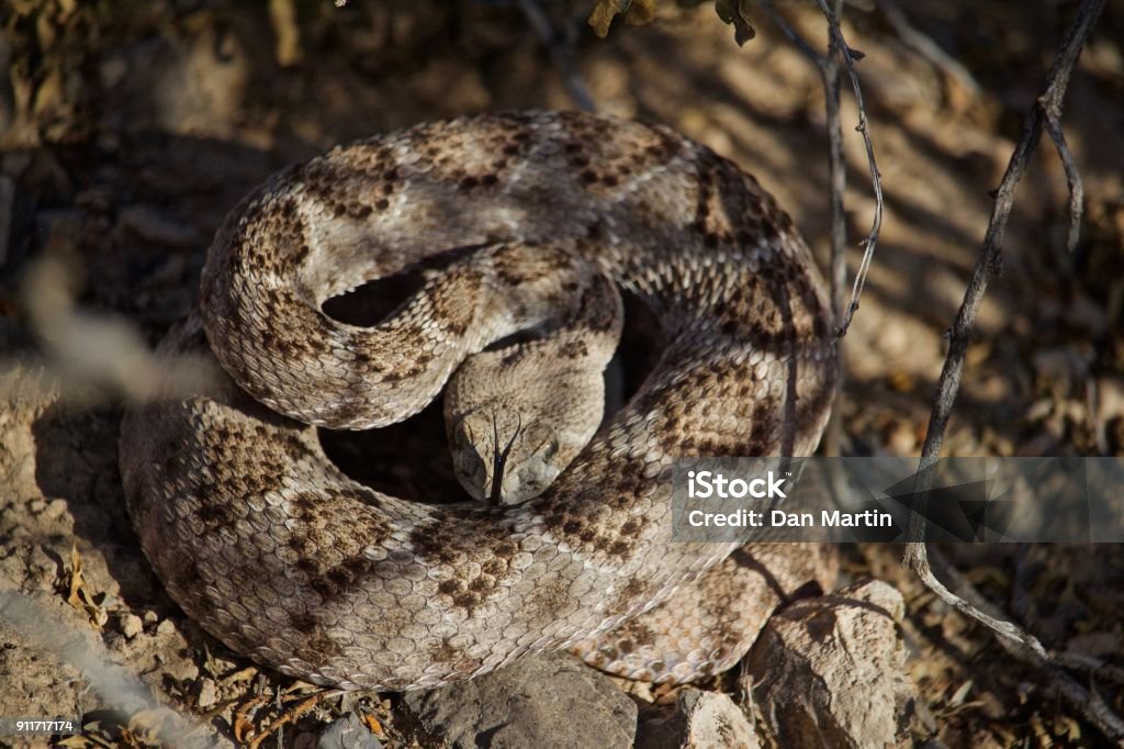 Hochet serpent prêt à frapper sur la journée d’été, langue fourchue, tête vers le bas - Photo de Bouche des animaux libre de droits