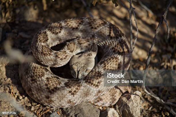 Photo libre de droit de Hochet Serpent Prêt À Frapper Sur La Journée Dété Langue Fourchue Tête Vers Le Bas banque d'images et plus d'images libres de droit de Bouche des animaux