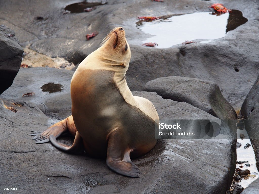 Sea Lion Taken in Galapagos, Ecuador Animal Stock Photo