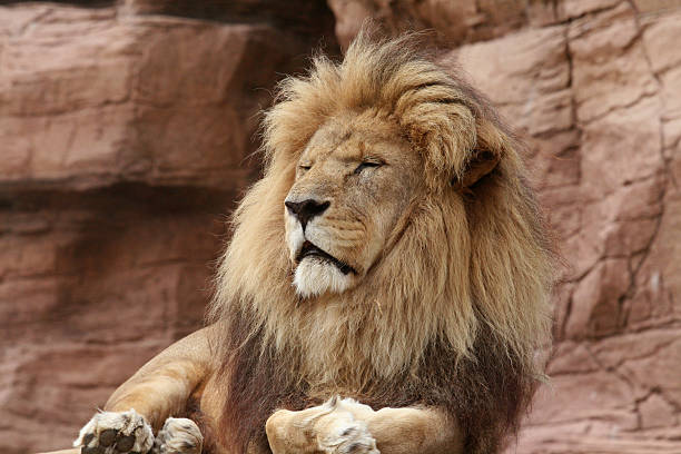 istock Male lion lazing with eyes closed. 91171794