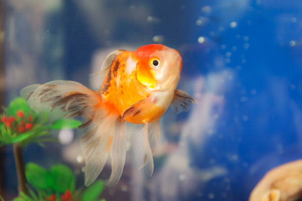 istock goldfish in water closeup 911719898