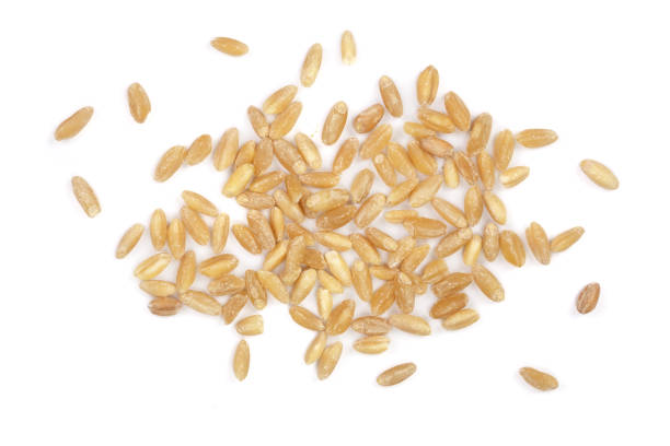 istock wheat grains isolated on white background. Top view. Flat lay 911720468