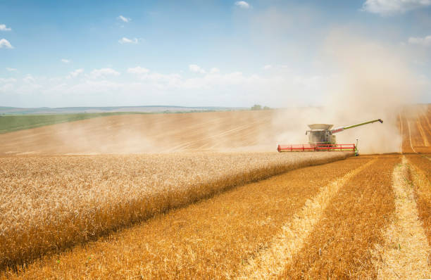 istock Combine harvesting in a field 911720646