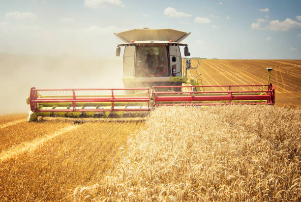 istock Combine harvesting in a field 911720864