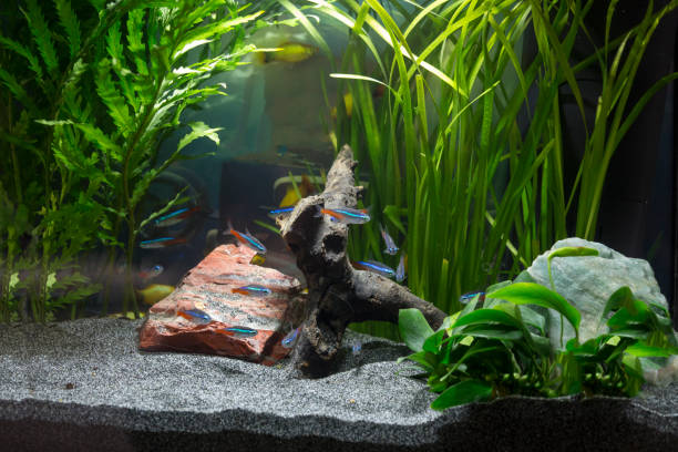 istock Planted freshwater aquarium 911721102