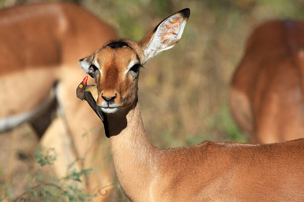 istock Red-billed Oxpecker in Kruger Park, South Africa 91172355