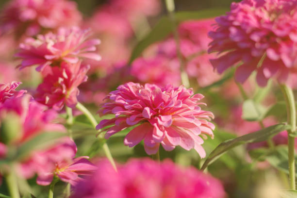 istock flowers and refreshing of nature. 911723972