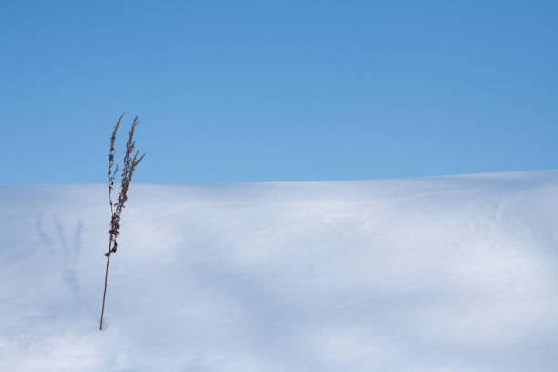 minimal view snow hill  at Biei ,Hokkaido Japan in winter season