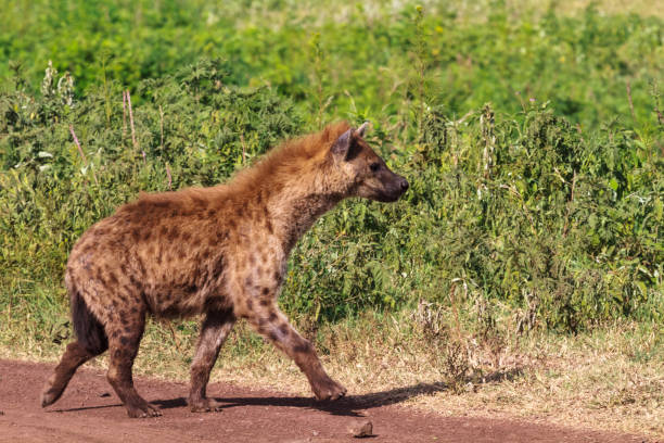 緑の背景に茶色のハイエナの肖像画。タンザニアのンゴロンゴロ - portrait spotted hyena field africa ストックフォトと画像