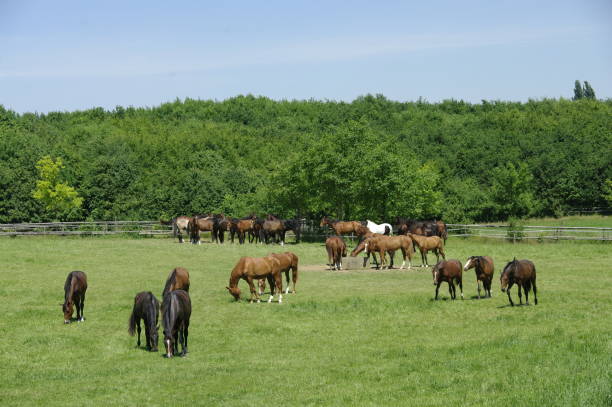 istock Horses on warm summer day 911727500