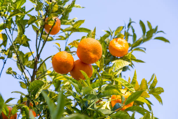 istock orange tree in day sunlight with big fresh fruits 911728414