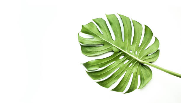 istock Real monstera leaves on white background.Tropical,botanical nature concepts ideas.flat lay. 911738568