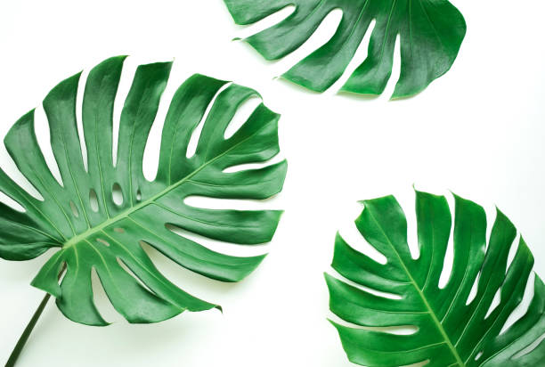 istock Real monstera leaves set on white background.Tropical,botanical nature concepts ideas.flat lay 911738696