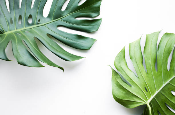 istock Real monstera leaves set on white background.Tropical,botanical nature concepts ideas.flat lay 911738830