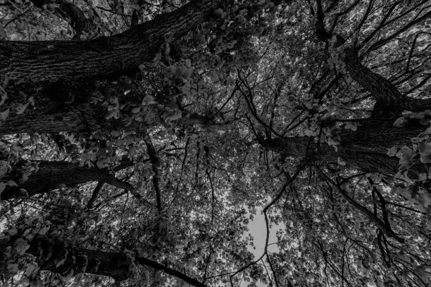 Looking straight up through large trees in a dark, spooky forest. Black and white image.