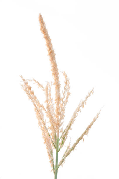 istock Corn flower against on white background, Raw corn on plant 911741820
