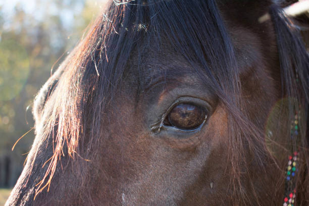 istock Face of a horse close up 911742800
