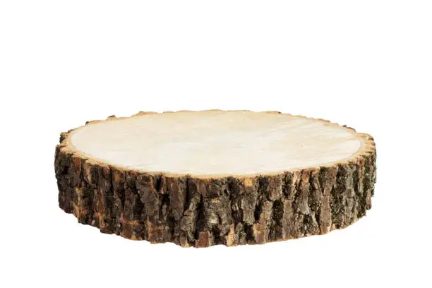 Photo of Wooden stump isolated. Cross section of tree trunk, isolated on white background