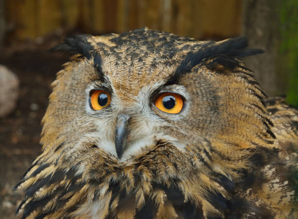 istock Eurasian eagle-owl (Bubo bubo) head closeup in natural environment. 911746454
