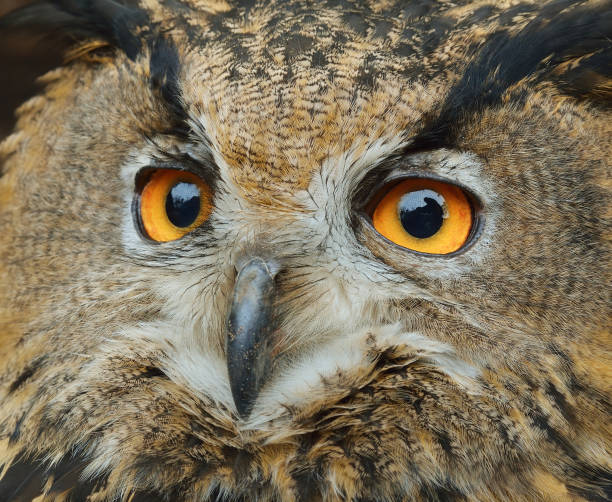 istock Eurasian eagle-owl (Bubo bubo) head closeup in natural environment. 911746458