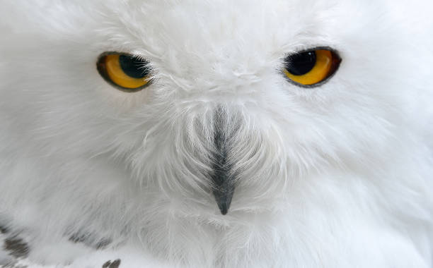 istock white polar owl sitting on a stick 911746508