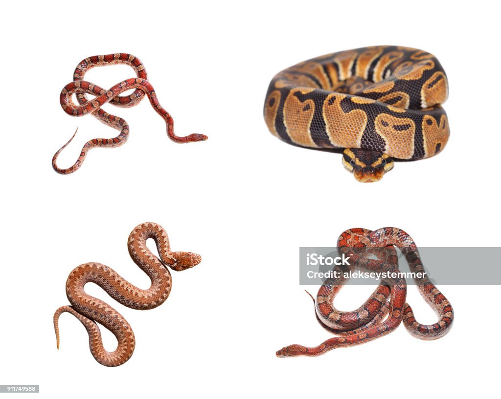 Royal Python Python Regius Red Exotic Grass Snake And Common Viper ...