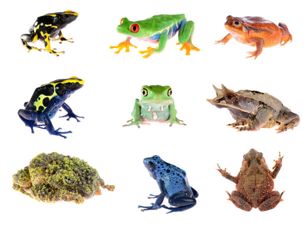 istock Frog compilation. Red-eye tree frog, Blue dyeing dart frog, The false tomato frog, The long-nosed horned frog, Green waxy monkey leaf frog, Bony-headed toad, The Mossy Frog. 911749606