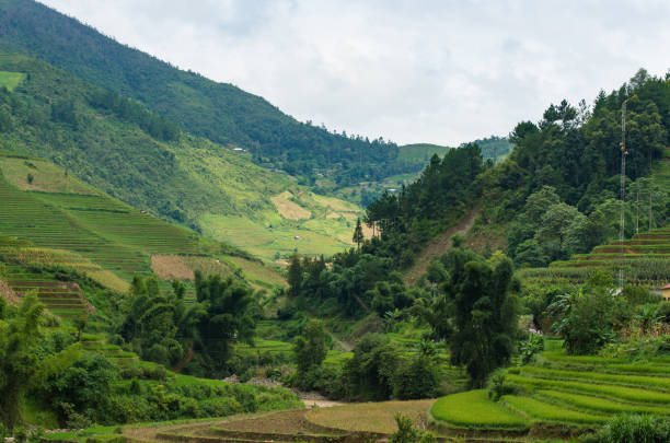 istock beautiful landscape rice terrace view in mu cang chai 911750100