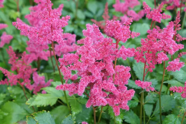Photo of Astilbe japonica red flowers with green  leaves