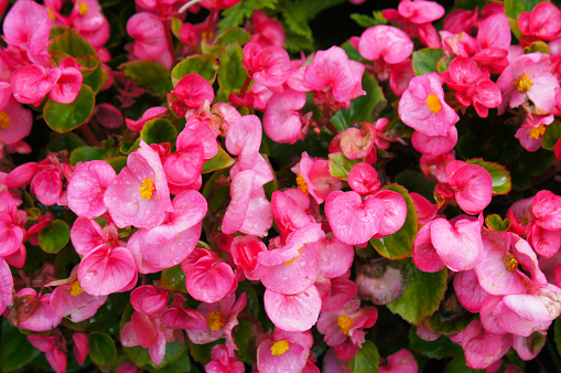 Pink begonia flowers with green leaves