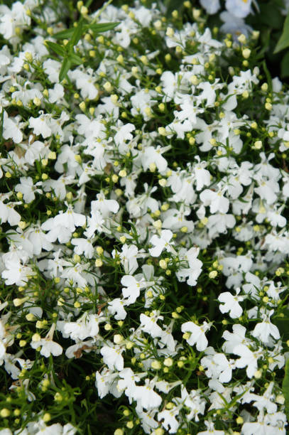 istock Lobelia ampel white flowers with green 911751354