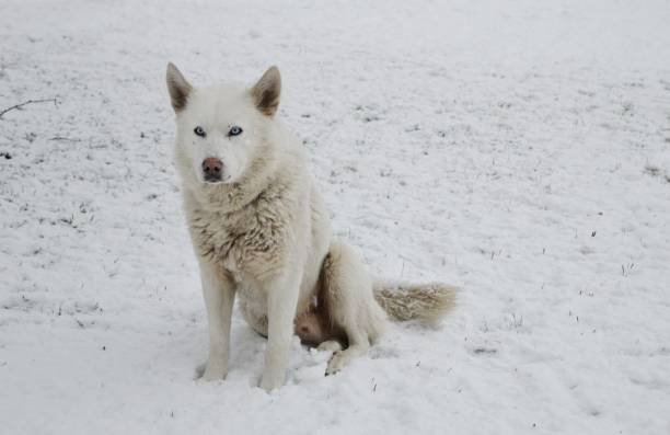 istock white dog in the snow 911751640