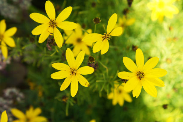 istock Coreopsis zagreb or threadleaf coreopsis or tickseed golden yellow flowers with green 911751922