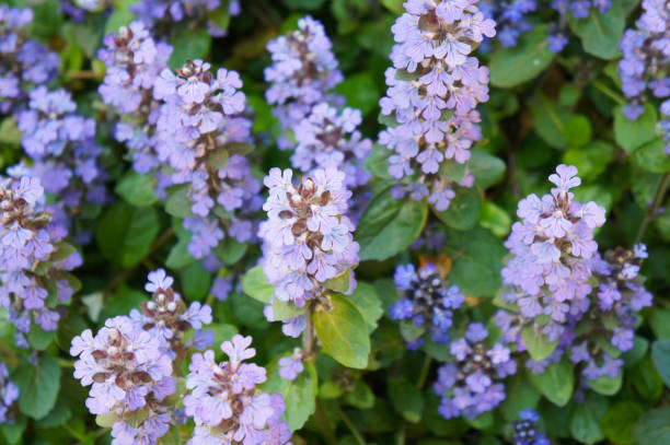 ajuga reptans muitas flores azuis - ajuga - fotografias e filmes do acervo