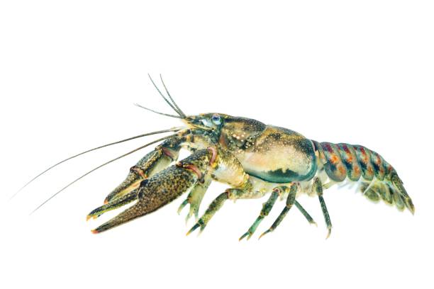 istock American spiny-cheek crayfish (Orconectes limosus) invasive to Europe 911754408