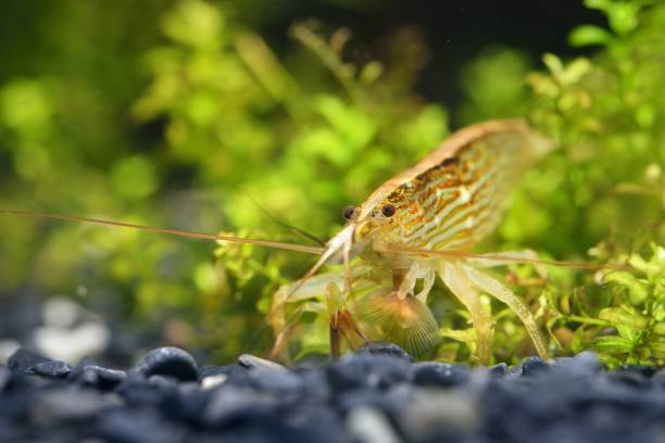 istock Southeast Asia shrimp from a genus Atiopsis in aquarium 911754412