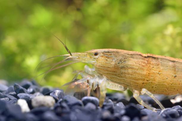 istock Southeast Asia shrimp from a genus Atiopsis in aquarium 911754438