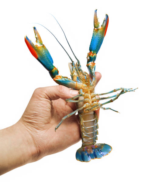 istock Australian blue crayfish Cherax quadricarinatus isolated 911754462