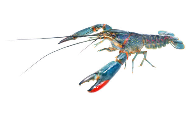 istock Australian blue crayfish Cherax quadricarinatus isolated 911754478