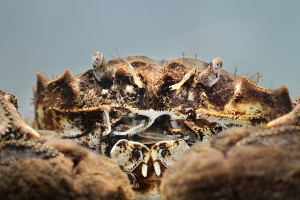 istock Chinese mitten crab Eriocheir sinensis in a studio 911754494