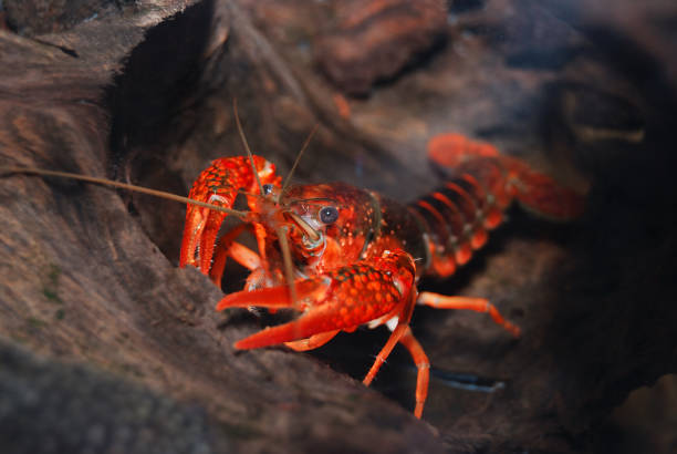 istock louisiana swamp crayfish Procambarus clarkii 911754540