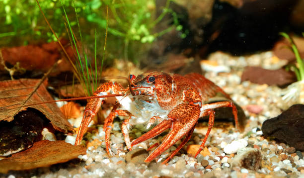 istock Narrow-clawed crayfish Astacus leptodactylus in nature 911754566