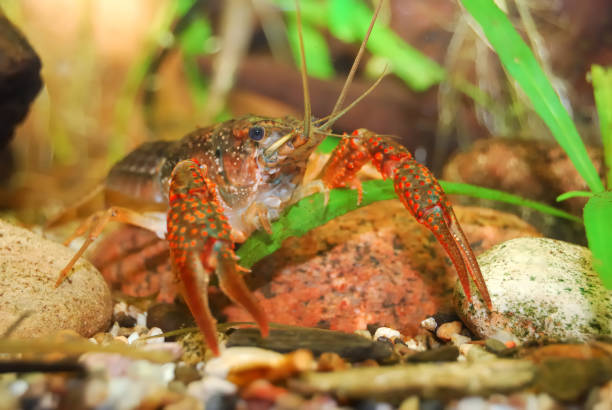 istock louisiana swamp crayfish Procambarus clarkii in a natural underwater environment 911754576